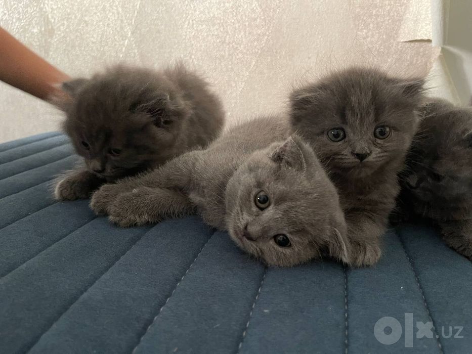 Продаются котята