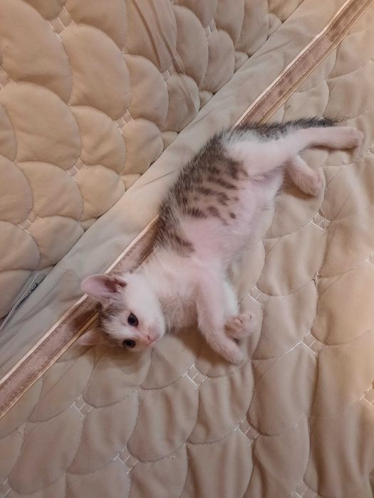 Продам котенка девочку