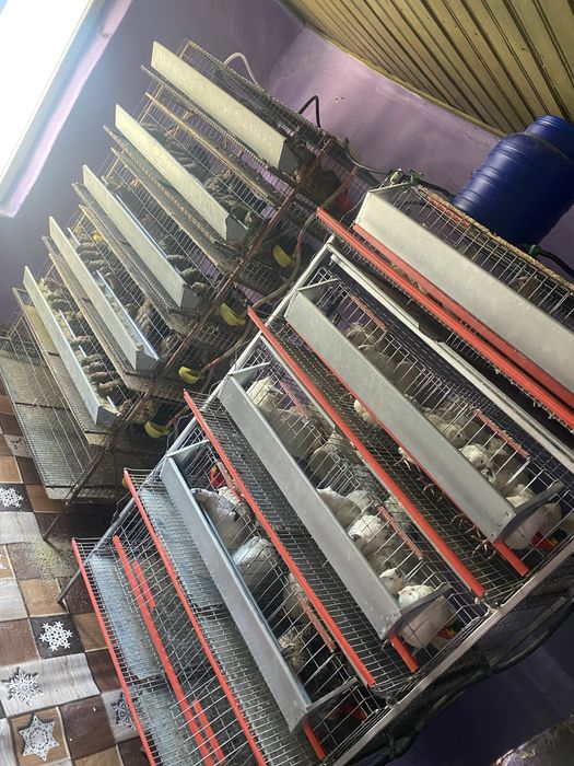 Oua incubat prepelita polara gigant