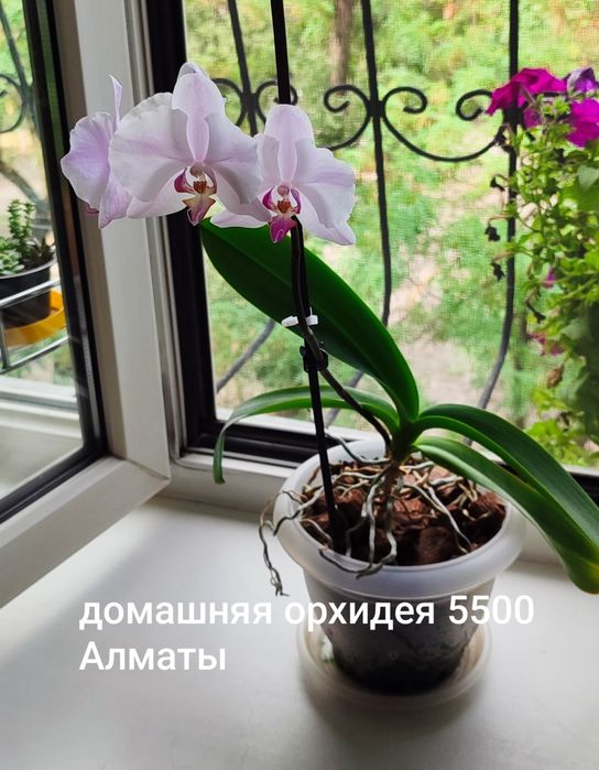 Орхидея цветет и есть детка