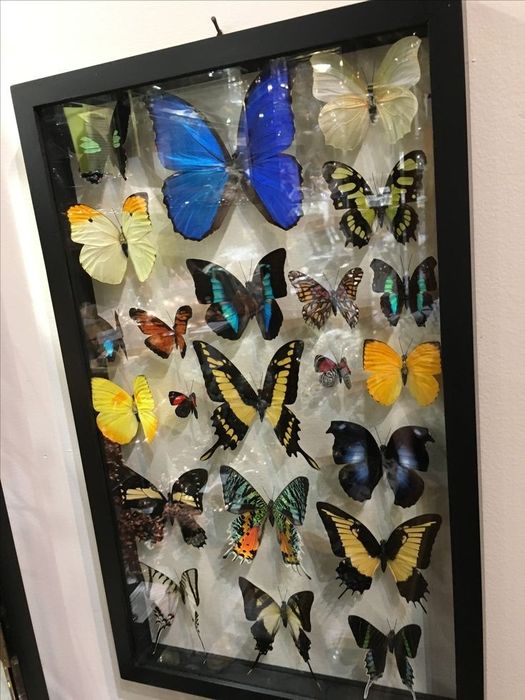 Бабочки в рамке делаю аналаги