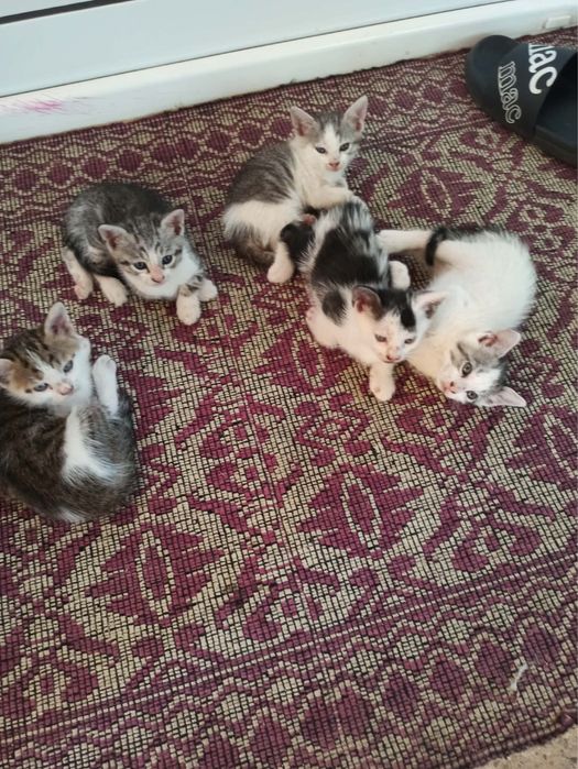 Домашни любимци котета