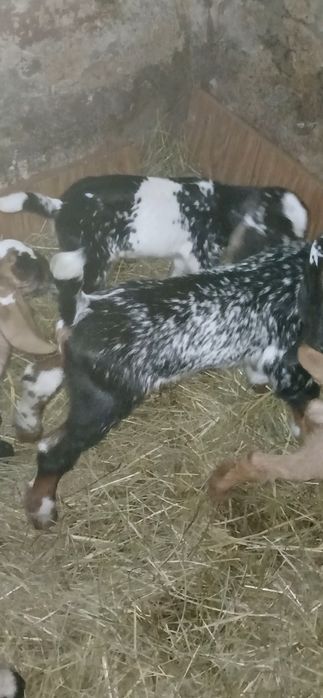 Козлята Нубо Биталы