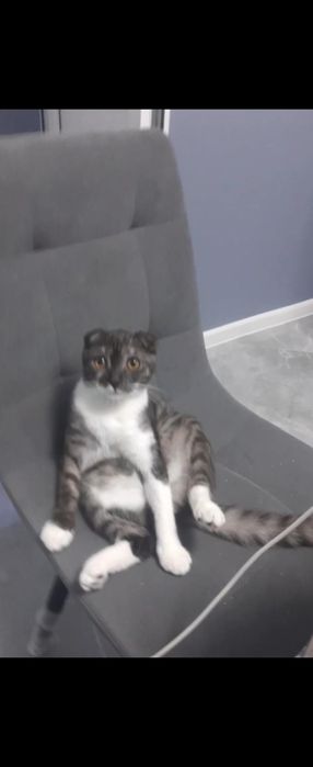 Котята породы разные