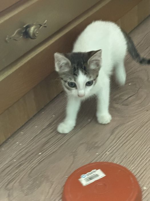 Ofer spre adoptie doi pisicuti de apoximativ 2 luni. Pisicutii mananca singuri si merg la litiera.