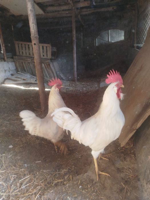 Продаётся Петухов