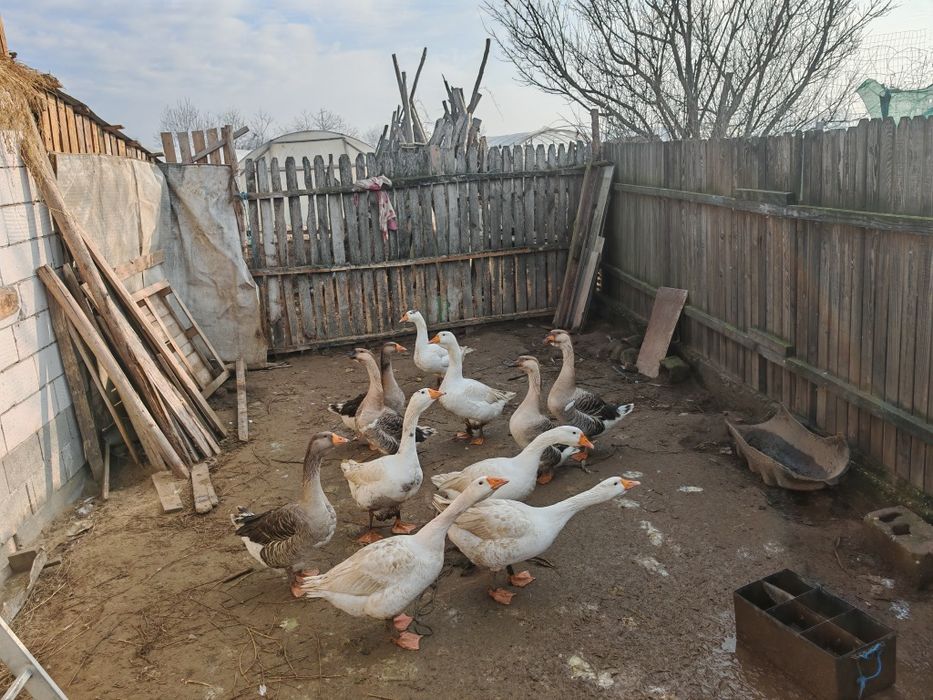 Gâscani metiși de kolos cu leseasca