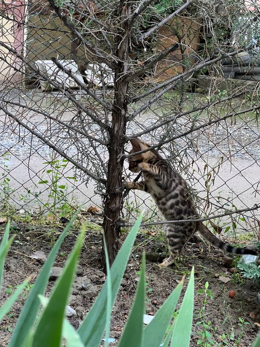 TOZA Bengal mushukcha