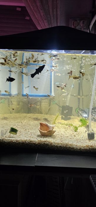 Diferiti pești (scalari, guppy, zebrute molly,sanitari etc)