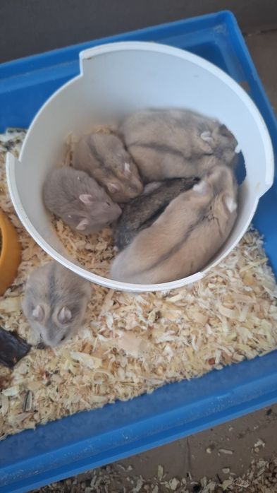 Donez hamsteri pitici