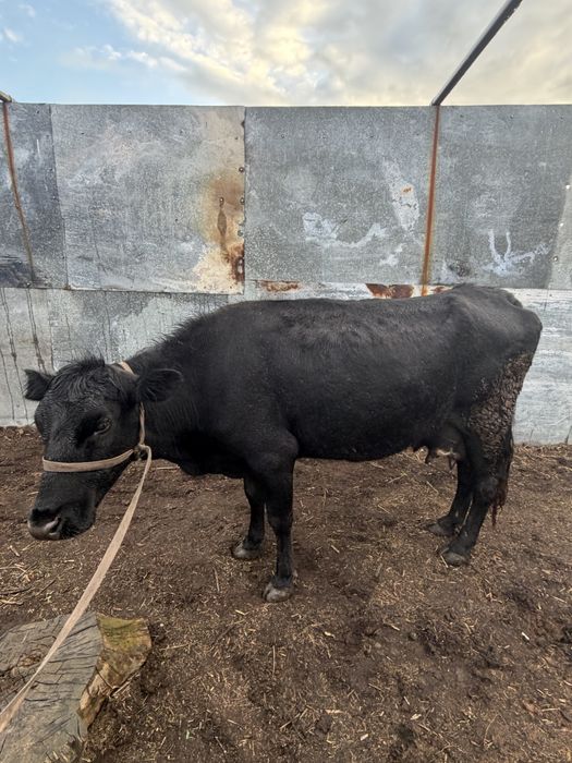 Сүтті сиыр сатылады.