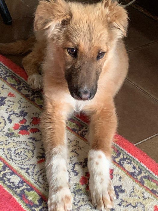 Любимую девочку пристраиваем в семью, в хорошие руки!