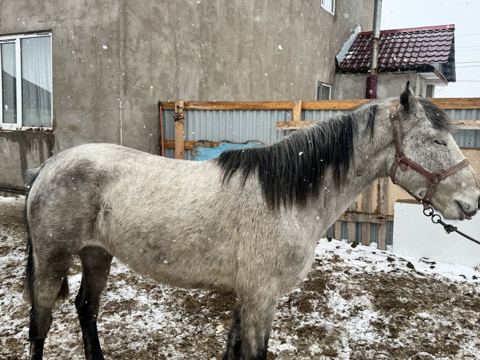 Бие сатылымда.