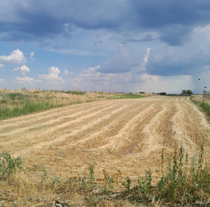Teren extravilan  Poiana Mare Dolj