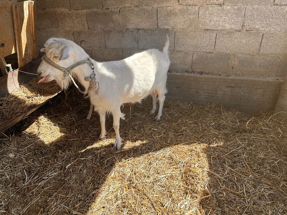 Продаю Козу и Козленка