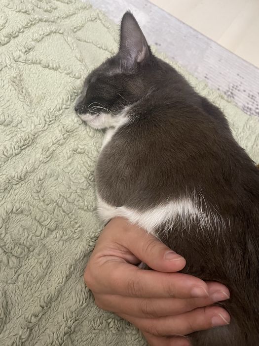 Кошки, домашние.