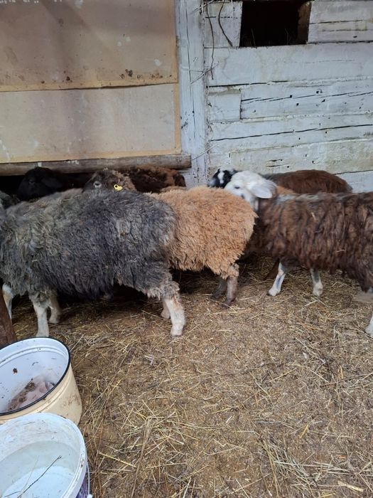 Продам 60 голов