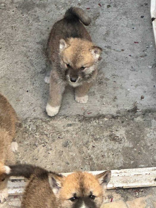 Собака Акита-ину