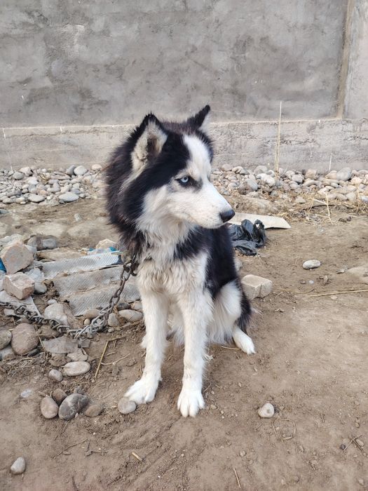 Xaski qoni toza ko'zlari ko'm ko'k Juda aqili kuchuk