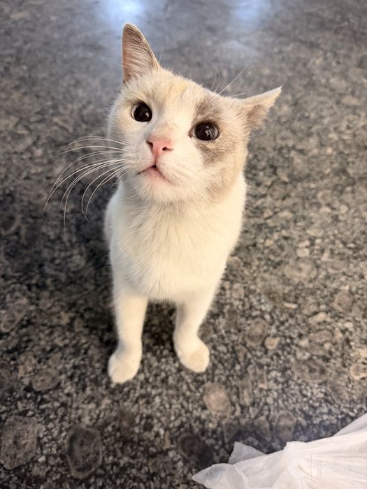 Пристраивается кошечка, очень красивого окраса