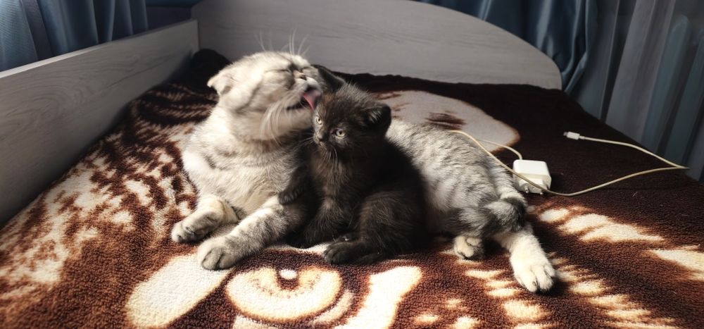 Скоттиш страйт девочка