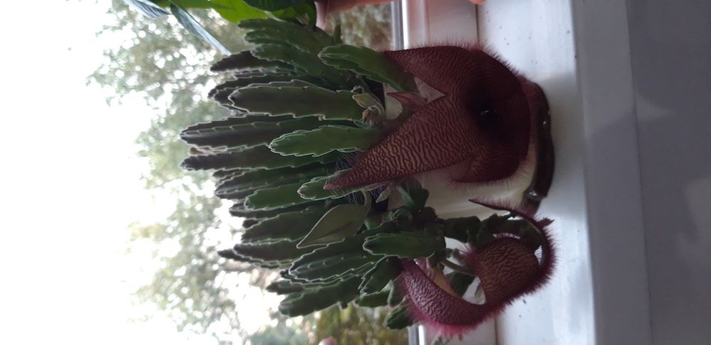 Цветок  красивый