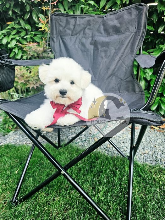 Bichon Frise FCI – Tată Campion România „Cum Laudae” | Pedigree AChR