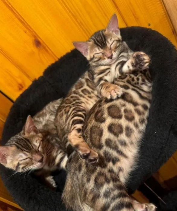 Бенгальские котята