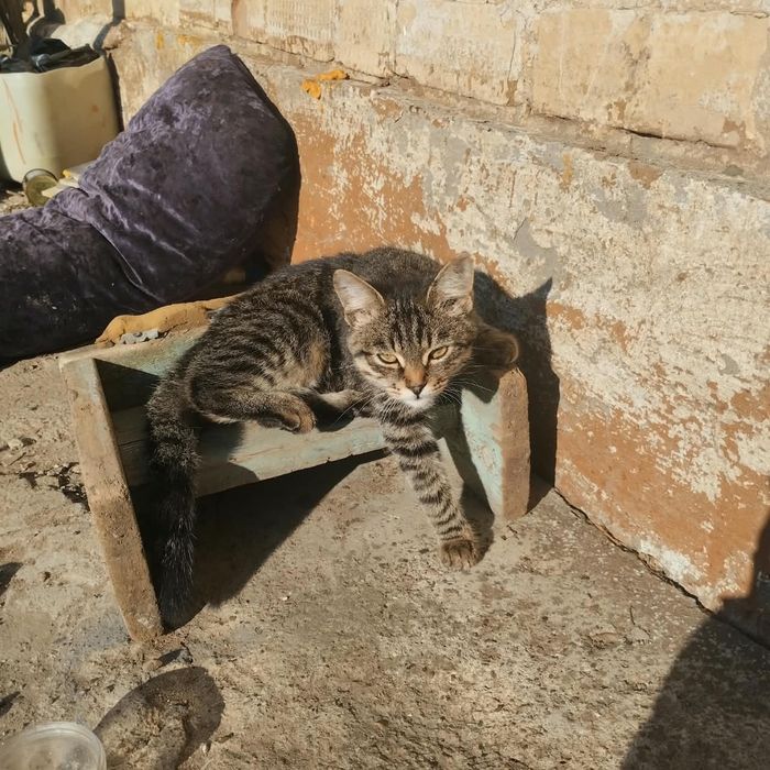 Отдам котенка мальчик
