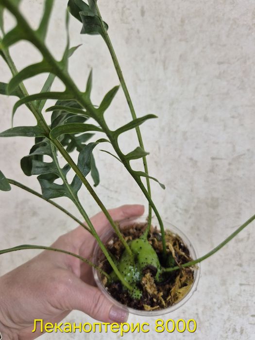 Папоротники сортовые