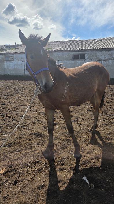 Еркек тайлар сатылады, 3-бас, 500 00, теңге