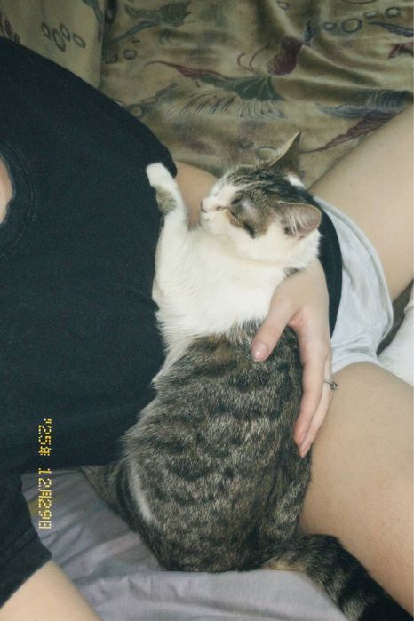 Кошка девочка бесплатно