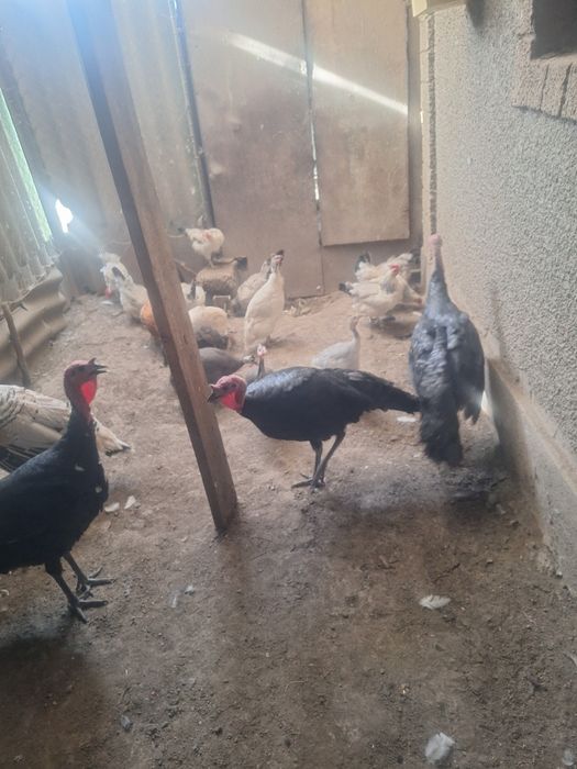 Продам индюков самцы