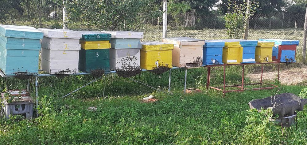 vand 6 familii de albine