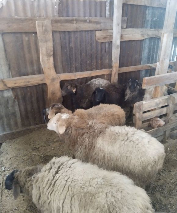 Кой сатамын токты семіз қазақйы