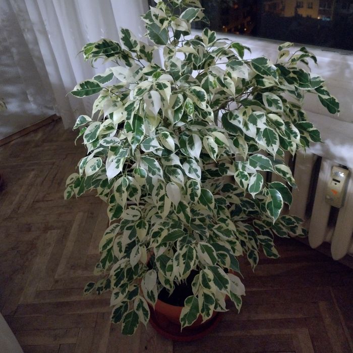 Фикус Бенджамин голям и малък