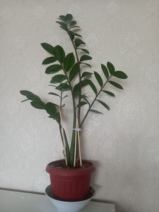 Продам цветок (денежное)дерево