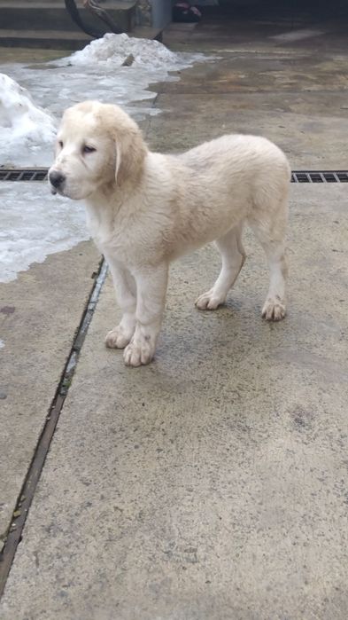 Ciobănesc de Asia Centrală