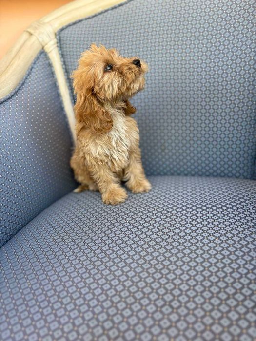 Кученца Кокер/ Лаго