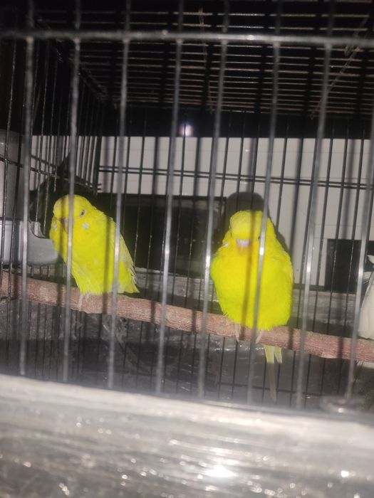 попугай корелла пара  ва канерека пара