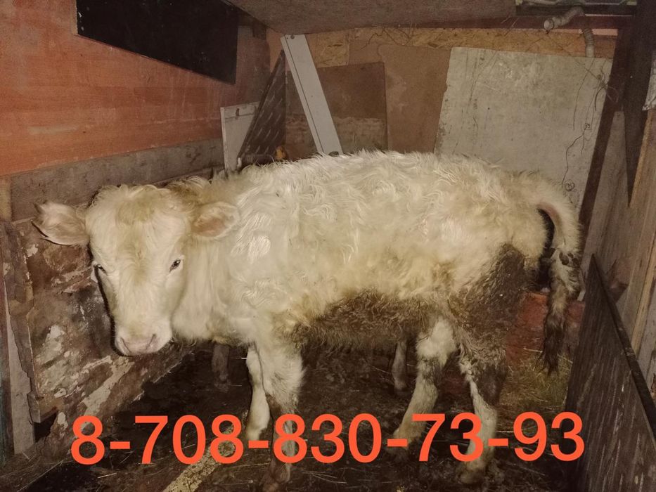 Телёнок / бұзау