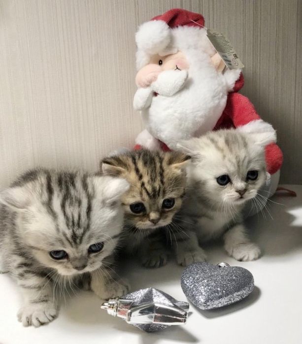 котята табби британцы