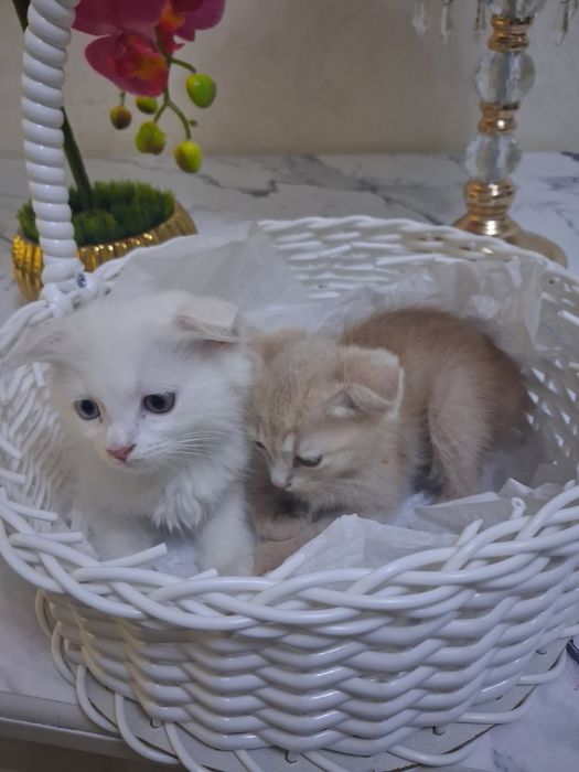 Скотиш фолд 2 месячные котята