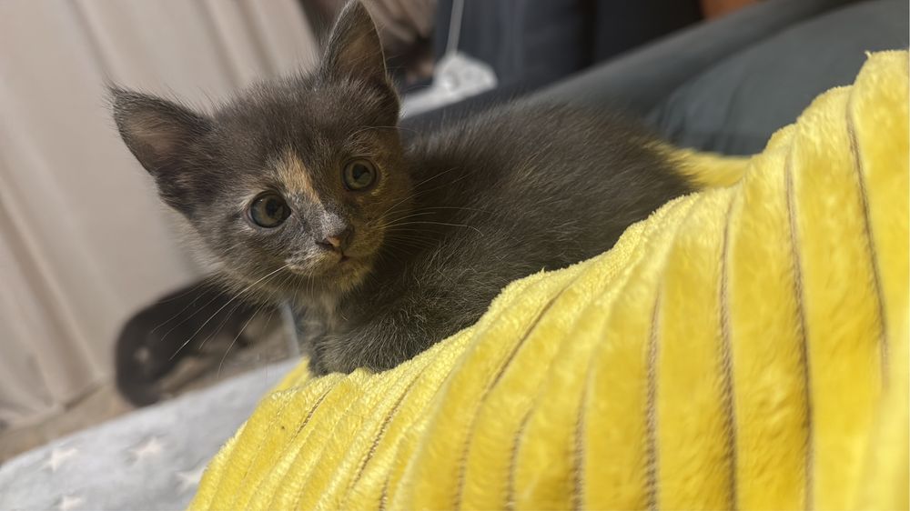 Котенок домашний
