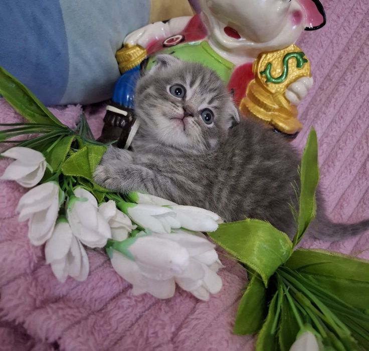 шотландские вислоухие котята