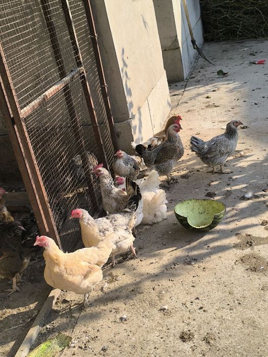 Домашний товуклар сотилади