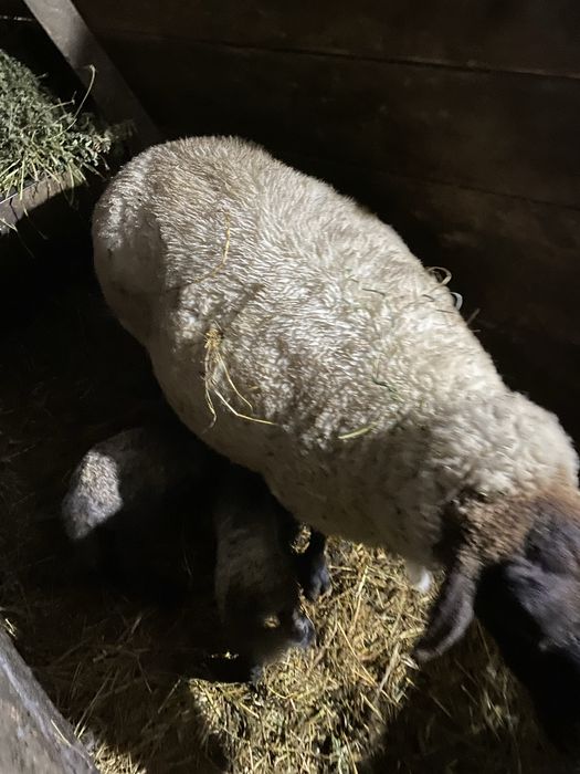 Vand oi rasa suffolk