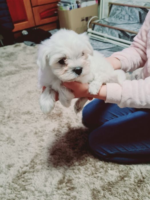 Pui Bichon Maltez