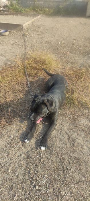 Собака породистая.