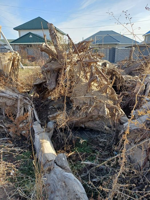 Карагач большие пеньки
